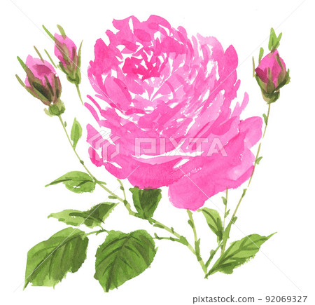 玫瑰花 玫瑰 薔薇 92069327