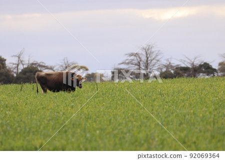 Cows grazing in the beautiful greenery of Australia Cows grazing in the beautiful greenery of Australia 92069364
