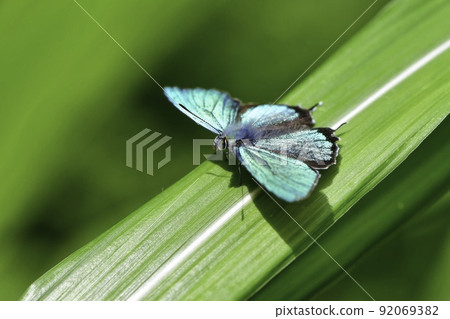 Favonius taxila, a beautiful emerald green butterfly found in the early summer plateau forest 92069382