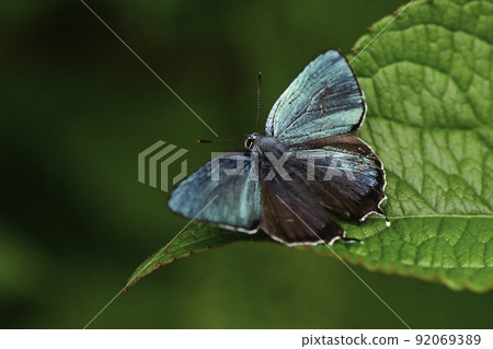 Favonius taxla,一種美麗的翠綠色蝴蝶,在初夏高原森林中發現 Favonius taxla,一種美麗的翠綠色蝴蝶,在初夏高原森林中發現 92069389