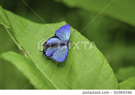 Favonius taxla，一種美麗的翠綠色蝴蝶，在初夏高原森林中發現 92069396