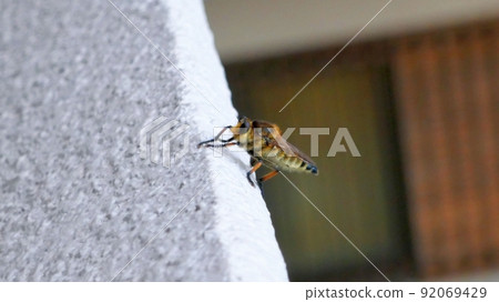 阿佈在公寓的欄杆上休息 阿佈在公寓的欄杆上休息 92069429