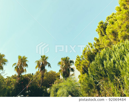 exotic green plants in a hot country. palm trees with long, green leaves. tall trees against a blue, clear sky. exotic park with rare shrubs exotic green plants in a hot country. palm trees with long, green leaves. tall trees against a blue, clear sky. exotic park with rare shrubs 92069484