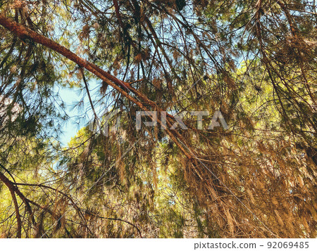 spruce forest, perennial trees with green and yellowed spines. cones and needles on the branches of the tree. useful needles near the house 92069485