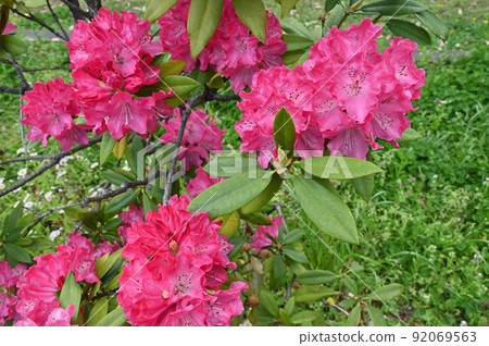 Rhododendron blooming in the park 92069563