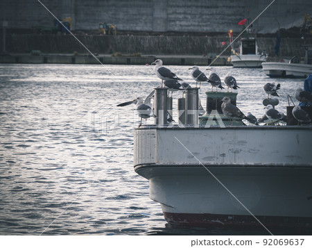 Black-tailed gull landing on a ship Black-tailed gull landing on a ship 92069637