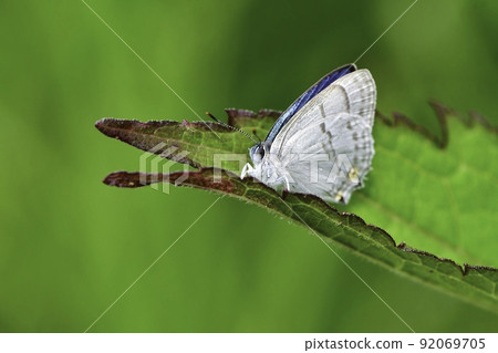 Favonius saphiris，一種美麗的群青和珍珠白蝴蝶，於初夏在高原森林中發現 92069705