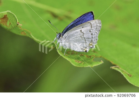 Favonius saphiris, a beautiful butterfly of ultramarine and pearl white found in the forests of the plateau in early summer 92069706