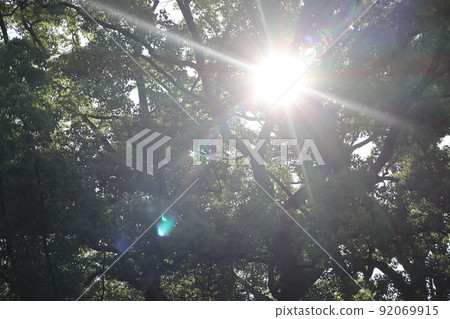 一片森林景觀,陽光散開,在新鮮的綠葉樹中可以看到光線 一片森林景觀,陽光散開,在新鮮的綠葉樹中可以看到光線 92069915