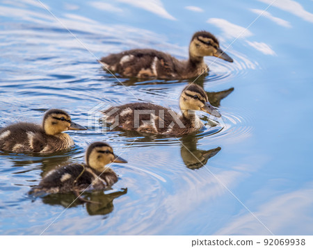 Cute little duckling swimming alone in a lake or river with calm water 92069938