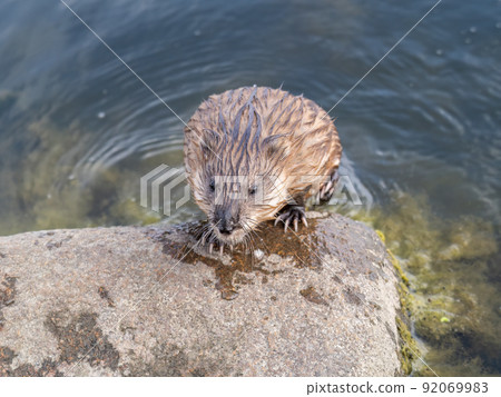 Wild animal Muskrat, Ondatra zibethicuseats, sits on the river bank Wild animal Muskrat, Ondatra zibethicuseats, sits on the river bank 92069983