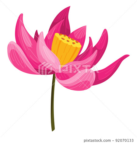Lotus. Pink flower. Stem and leaves for advertising or invitation. Blossom, bud opening, an aquatic plant. 3D design. Isolated objects for design Lotus. Pink flower. Stem and leaves for advertising or invitation. Blossom, bud opening, an aquatic plant. 3D design. Isolated objects for design 92070133