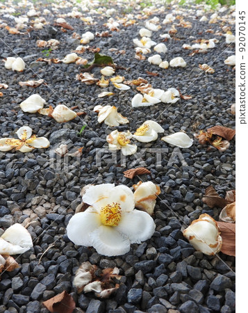六月開花的夏椿：一日落花的一日花 92070145