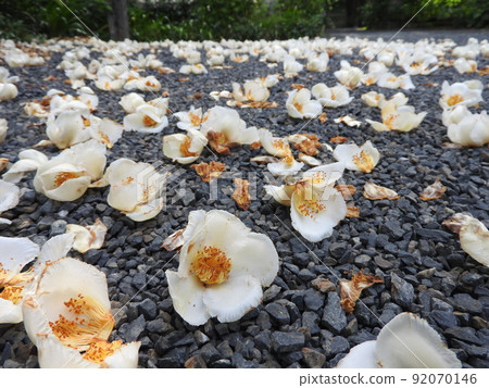 六月開花的夏椿：一日落花的一日花 92070146