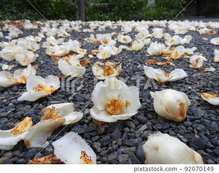 六月開花的夏椿：一日落花的一日花 92070149