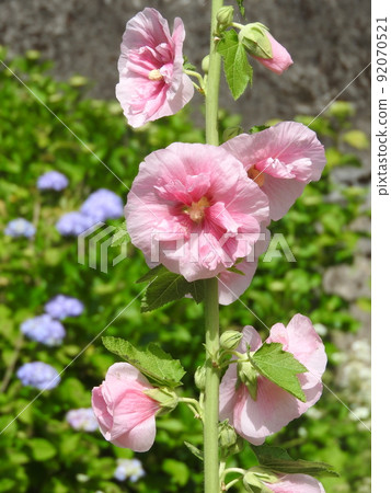 Aosho's flower 92070521