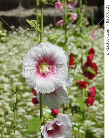 奧索的花 92070523