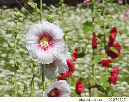 奧索的花 92070525