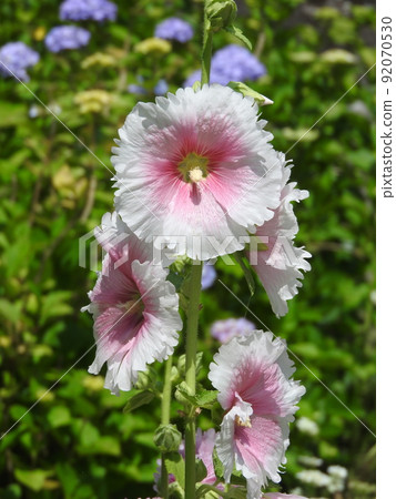 Aosho's flower 92070530