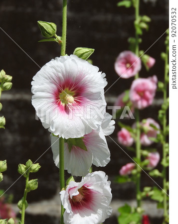 Aosho's flower 92070532