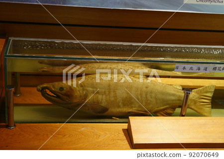 櫻花鉤吻鮭 92070649