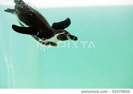 帶來涼爽感覺的企鵝水族館 92070688