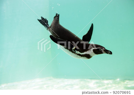 Penguins aquarium that invites a cool feeling 92070691