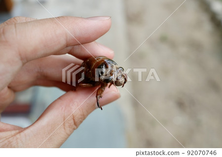 Unemerged bear zemi (male) larva Unemerged bear zemi (male) larva 92070746