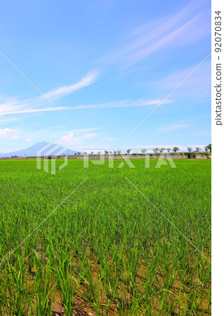 青森縣稻中館村初夏的田園風光與岩木山 青森縣稻中館村初夏的田園風光與岩木山 92070834