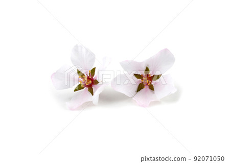 Nanking cherry flowers isolated on white background. Sakura 92071050