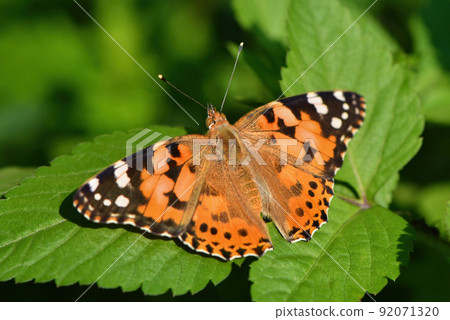 Painted lady, a beautiful butterfly with a bright orange color 92071320