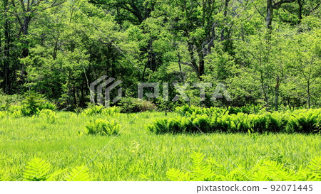 Takeshizawa Mire 92071445