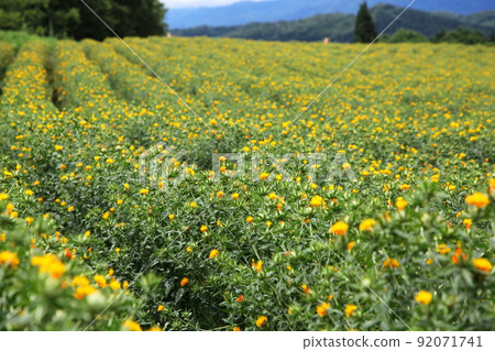 紅花田（山形縣白鷹町） 92071741