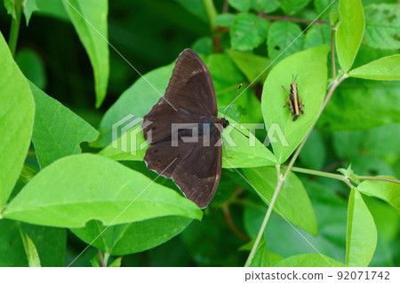 Lethe diana, a chocolate-colored butterfly found in early summer in familiar parks and plateaus Lethe diana, a chocolate-colored butterfly found in early summer in familiar parks and plateaus 92071742