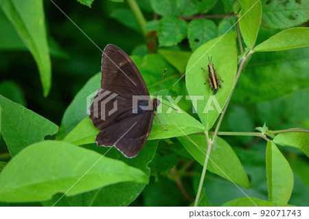 Lethe diana, a chocolate-colored butterfly found in early summer in familiar parks and plateaus Lethe diana, a chocolate-colored butterfly found in early summer in familiar parks and plateaus 92071743