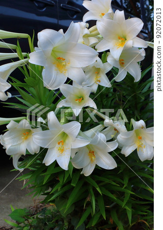Easter lily lily 92072013