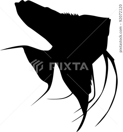 Tropical fish angelfish illustration 92072120