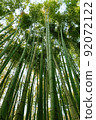 Japanese green bamboo grove 92072122