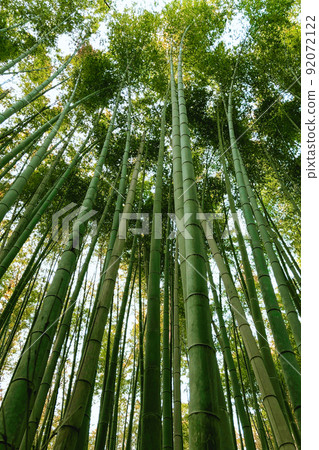 Japanese green bamboo grove 92072122