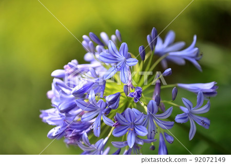 Agapanthus (Purple Kimiko Ran) Agapanthus (Purple Kimiko Ran) 92072149