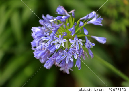 Agapanthus (Purple Kimiko Ran) 92072150