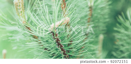 Christmas, New Year, winter banner with realistic christmas tree branches. Element for festive design, isolated on a blurred background. Macro eco wallpaper or postcard of spruce, pine or needles. Christmas, New Year, winter banner with realistic christmas tree branches. Element for festive design, isolated on a blurred background. Macro eco wallpaper or postcard of spruce, pine or needles. 92072151