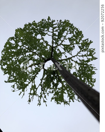 款冬骨架 92072256