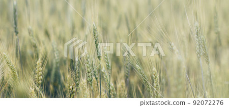 Bright ripe grain field. Yellow wheat against the blue sky. Harvesting period banner. Close up of ear of wheat, rye, barley, millet. Agriculture concept. Rich harvest background. Label design. 92072276