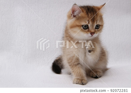 British shorthair kitten of golden color on white background and green leaves. Cute red chinchilla kitten. Pets at cozy home. Top down view web banner. Funny adorable pets cats. Postcard concept. British shorthair kitten of golden color on white background and green leaves. Cute red chinchilla kitten. Pets at cozy home. Top down view web banner. Funny adorable pets cats. Postcard concept. 92072281