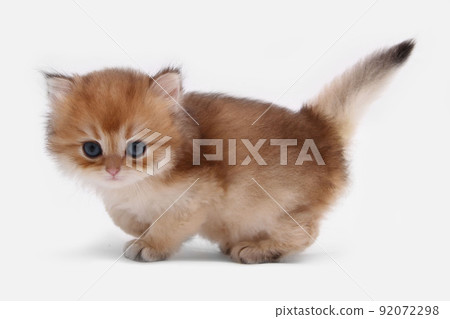 British longhair kitten on white background with green leaves. Golden chinchilla highlander. Cute fluffy kitten . Pets at cozy home. Top view web banner. Funny adorable pets cats. Postcard concept. British longhair kitten on white background with green leaves. Golden chinchilla highlander. Cute fluffy kitten . Pets at cozy home. Top view web banner. Funny adorable pets cats. Postcard concept. 92072298