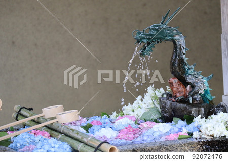 The scenery of the Chozuya where water comes out from the mouth of the dragon and the hydrangea of various colors are alive and the chozubachi is placed. The scenery of the Chozuya where water comes out from the mouth of the dragon and the hydrangea of various colors are alive and the chozubachi is placed. 92072476