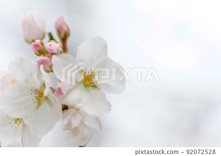 Bright spring season, cherry blossoms in the light, close-up Bright spring season, cherry blossoms in the light, close-up 92072528