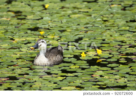 鴨 92072600