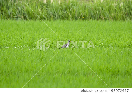 Kelly Kelly 92072617